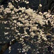 ヒメ日記 2025/03/31 08:02 投稿 菊川　久美 30・40・50代☆人妻熟女コレクション