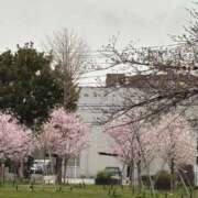 ヒメ日記 2025/04/01 15:40 投稿 菊川　久美 30・40・50代☆人妻熟女コレクション