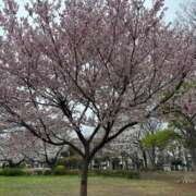 ヒメ日記 2025/04/05 05:02 投稿 菊川　久美 30・40・50代☆人妻熟女コレクション