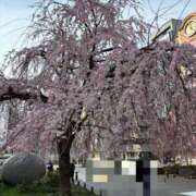 ヒメ日記 2025/04/05 08:02 投稿 菊川　久美 30・40・50代☆人妻熟女コレクション