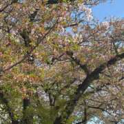 ヒメ日記 2025/04/16 08:00 投稿 菊川　久美 30・40・50代☆人妻熟女コレクション