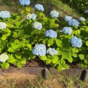 ヒメ日記 2025/06/02 08:00 投稿 菊川　久美 30・40・50代☆人妻熟女コレクション