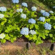 ヒメ日記 2025/06/03 19:02 投稿 菊川　久美 30・40・50代☆人妻熟女コレクション