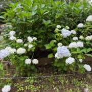 ヒメ日記 2025/06/08 08:00 投稿 菊川　久美 30・40・50代☆人妻熟女コレクション