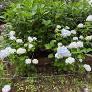 ヒメ日記 2025/06/10 16:38 投稿 菊川　久美 30・40・50代☆人妻熟女コレクション