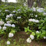 ヒメ日記 2025/06/25 08:00 投稿 菊川　久美 30・40・50代☆人妻熟女コレクション