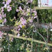 ヒメ日記 2025/04/17 18:03 投稿 しいな 神田エマニエル