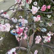 ヒメ日記 2025/04/05 20:36 投稿 きき 奥様さくら日本橋店