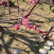 ヒメ日記 2026/01/24 14:36 投稿 きき club さくら日本橋店