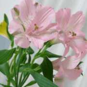 ヒメ日記 2025/02/24 13:04 投稿 おと 石庭