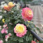 ヒメ日記 2026/05/06 10:48 投稿 真田あおい プランタン大塚