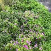 ヒメ日記 2025/09/09 06:19 投稿 うた チューリップ土浦店