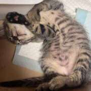 ヒメ日記 2025/06/10 12:42 投稿 雲雀　あいこ パリス雄琴店