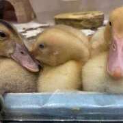 ヒメ日記 2025/07/17 07:52 投稿 雲雀　あいこ パリス雄琴店