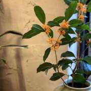 ヒメ日記 2025/10/15 01:02 投稿 雲雀　あいこ パリス雄琴店