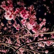 ヒメ日記 2025/12/09 00:52 投稿 雲雀　あいこ パリス雄琴店