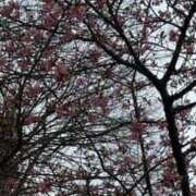 ヒメ日記 2025/03/15 10:49 投稿 ひろみ 完熟ばなな八王子