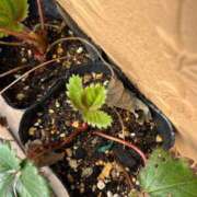 ヒメ日記 2025/03/18 10:29 投稿 ひろみ 完熟ばなな八王子