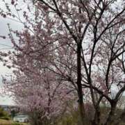 ヒメ日記 2025/04/04 10:27 投稿 ひろみ 完熟ばなな八王子