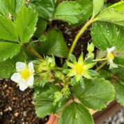 ヒメ日記 2025/04/14 09:59 投稿 ひろみ 完熟ばなな八王子