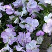 ヒメ日記 2025/04/19 10:19 投稿 ひろみ 完熟ばなな八王子