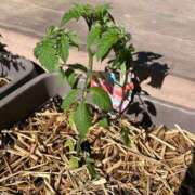 ヒメ日記 2025/05/03 10:42 投稿 ひろみ 完熟ばなな八王子