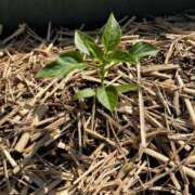 ヒメ日記 2025/05/07 10:44 投稿 ひろみ 完熟ばなな八王子