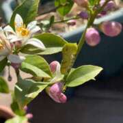 ヒメ日記 2025/05/16 10:35 投稿 ひろみ 完熟ばなな八王子