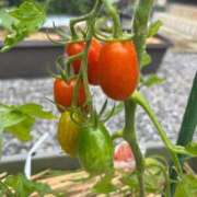 ヒメ日記 2025/06/24 10:09 投稿 ひろみ 完熟ばなな八王子