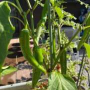 ヒメ日記 2025/06/29 10:39 投稿 ひろみ 完熟ばなな八王子