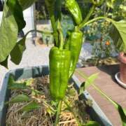 ヒメ日記 2025/07/03 10:29 投稿 ひろみ 完熟ばなな八王子