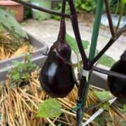 ヒメ日記 2025/07/06 12:49 投稿 ひろみ 完熟ばなな八王子