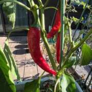 ヒメ日記 2025/07/31 10:13 投稿 ひろみ 完熟ばなな八王子