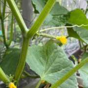 ヒメ日記 2025/08/07 10:29 投稿 ひろみ 完熟ばなな八王子