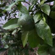 ヒメ日記 2025/08/11 10:49 投稿 ひろみ 完熟ばなな八王子