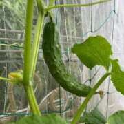 ヒメ日記 2025/08/22 10:49 投稿 ひろみ 完熟ばなな八王子