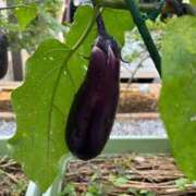 ヒメ日記 2025/08/25 10:40 投稿 ひろみ 完熟ばなな八王子