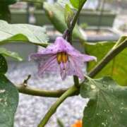 ヒメ日記 2025/08/26 10:29 投稿 ひろみ 完熟ばなな八王子