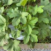 ヒメ日記 2025/08/30 17:23 投稿 ひろみ 完熟ばなな八王子