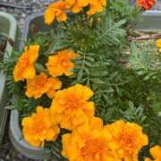 ヒメ日記 2025/10/16 10:35 投稿 ひろみ 完熟ばなな八王子