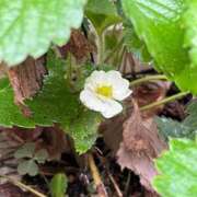 ヒメ日記 2025/10/21 15:59 投稿 ひろみ 完熟ばなな八王子