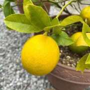 ヒメ日記 2025/11/08 16:49 投稿 ひろみ 完熟ばなな八王子