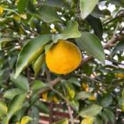 ヒメ日記 2025/11/13 10:49 投稿 ひろみ 完熟ばなな八王子