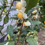 ヒメ日記 2025/11/15 10:39 投稿 ひろみ 完熟ばなな八王子