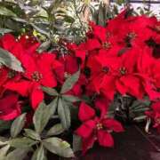 ひろみ おはようございます 完熟ばなな八王子