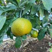 ひろみ おはようございます 完熟ばなな八王子