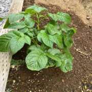 ヒメ日記 2025/12/11 09:49 投稿 ひろみ 完熟ばなな八王子