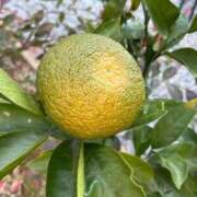 ヒメ日記 2025/12/13 10:19 投稿 ひろみ 完熟ばなな八王子