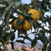 ヒメ日記 2026/01/15 10:19 投稿 ひろみ 完熟ばなな八王子