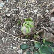 ヒメ日記 2026/01/21 10:29 投稿 ひろみ 完熟ばなな八王子